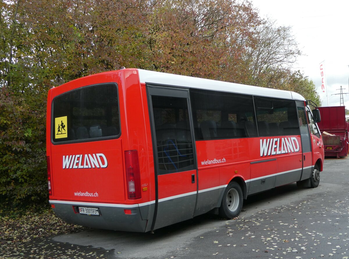 (256'695) - Wieland, Murten - Nr. 25/FR 300'593 - Cacciamali am 5. November 2023 in Kerzers, Interbus