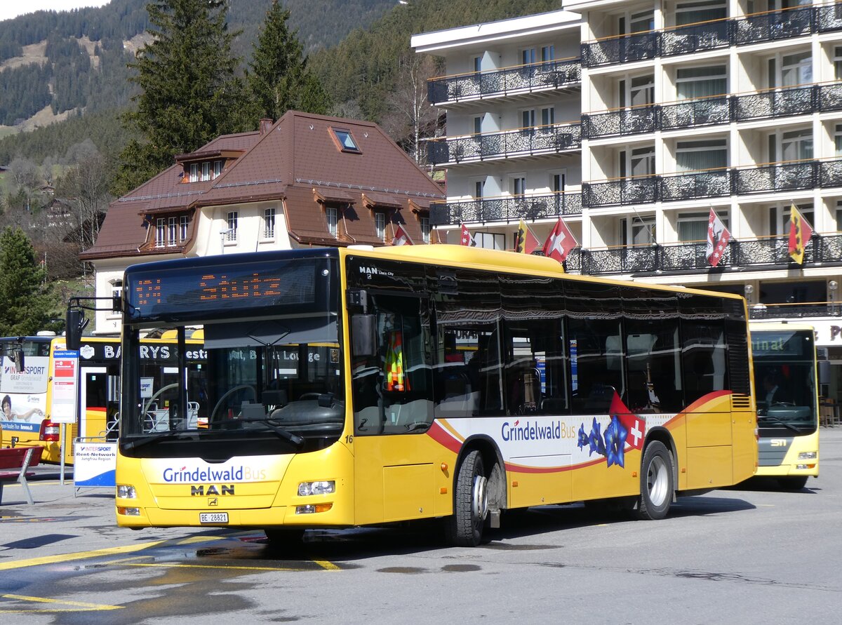 (260'502) - GrindelwaldBus, Grindelwald - Nr. 16/BE 28'821 - MAN am 19. Mrz 2024 beim Bahnhof Grindelwald