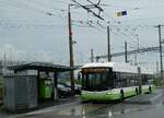 (256'172) - transN, La Chaux-de-Fonds - Nr. 134 - Hess/Hess Gelenktrolleybus (ex TN Neuchtel Nr. 134) am 19. Oktober 2023 beim Bahnhof Marin-pagnier