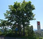 (206'889) - Bergpoststrasse und verschiedene Verkehrszeichen, die auf den Bus hinweisen am 30.
