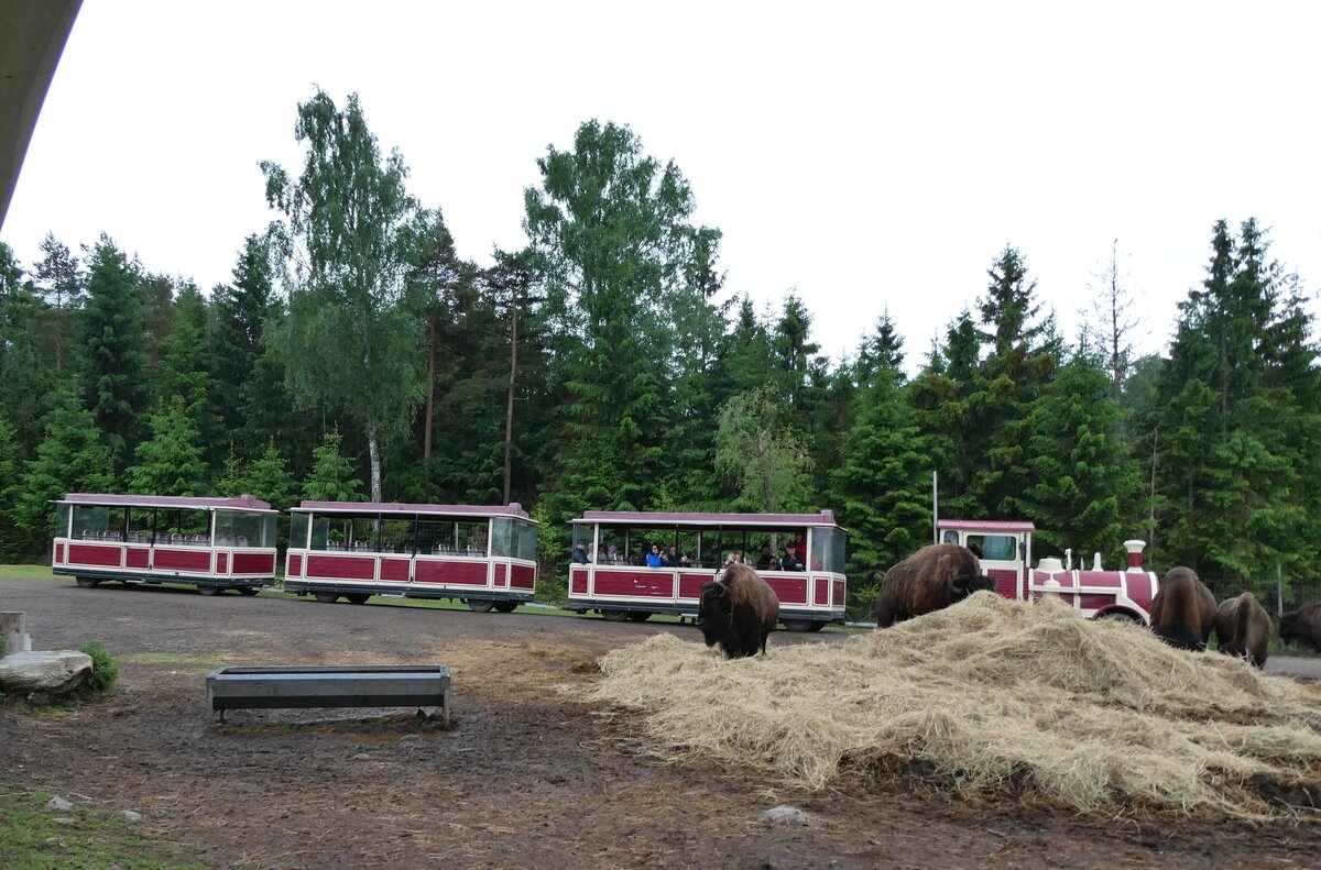 (287'772) - �lgsafari, Markaryd - am 8. Juni 2026 in Markaryd, �lgsafari