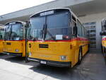 Saurer/862414/266433---gloor-staufen---p (266'433) - Gloor, Staufen - 'P 26'516' - Saurer/Hess (ex ALMAT, Tagelswangen; ex P 26'516) am 31. August 2024 in Oberkirch, CAMPUS Sursee