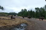 (287'771) - �lgsafari, Markaryd - am 8.